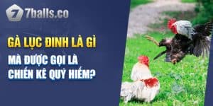 Gà Lục Đinh Là Gì Mà Được Gọi Là Chiến Kê Quý Hiếm?