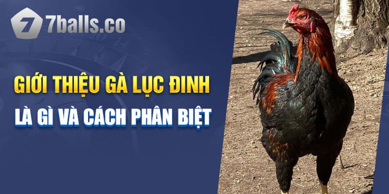 Giới thiệu gà Lục Đinh