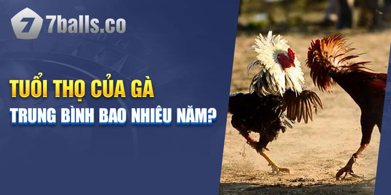 Tuổi thọ của gà trung bình bao nhiêu năm?