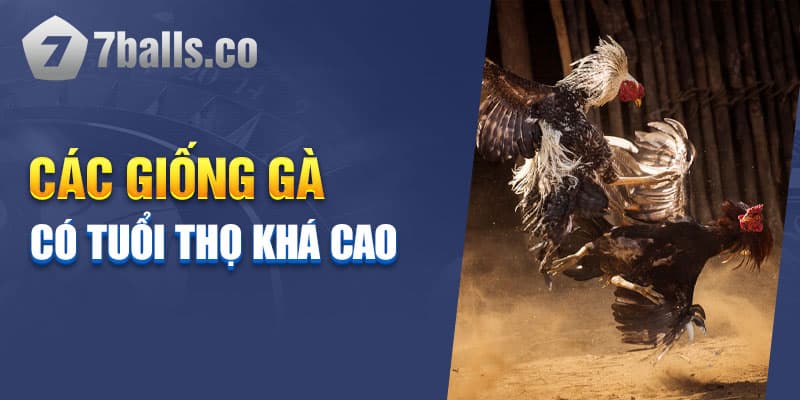 Tuổi thọ của gà là vấn đề được quan tâm hàng đầu