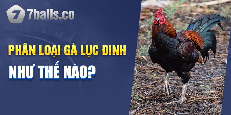 Phân loại gà Lục Đinh