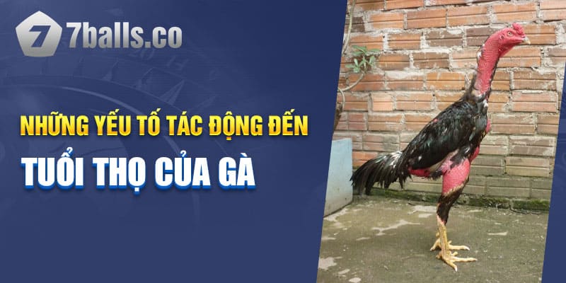 Những yếu tố tác động đến tuổi thọ của gà