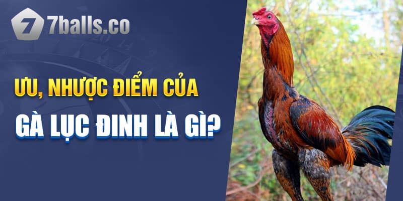 Gà Lục Đinh được xếp vào top các chiến kê quý hiếm