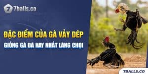 Đặc Điểm Của Gà Vảy Dép - Giống Gà Đá Hay Nhất Làng Chọi