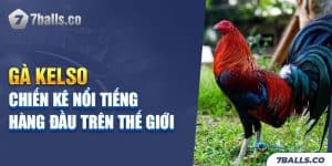 Gà Kelso - Chiến Kê Nổi Tiếng Hàng Đầu Trên Thế Giới