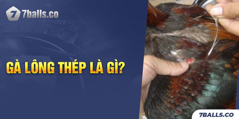 Gà lông thép là gì?