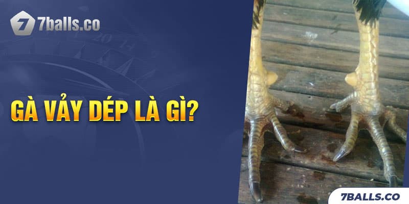 Gà vảy dép là gì?