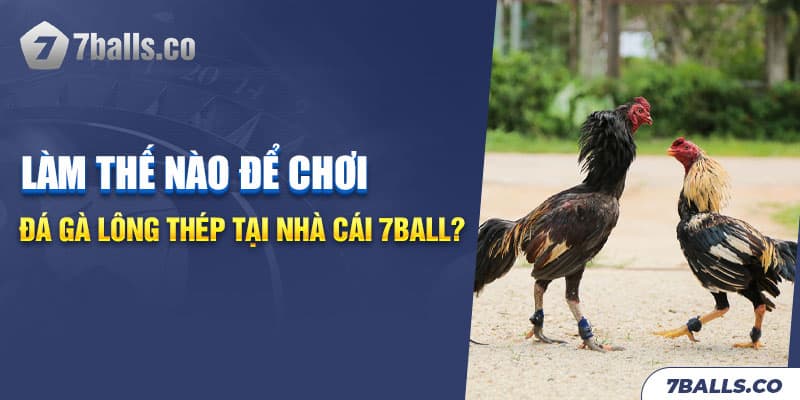 Lựa chọn gà lông thép khi chơi đá gà