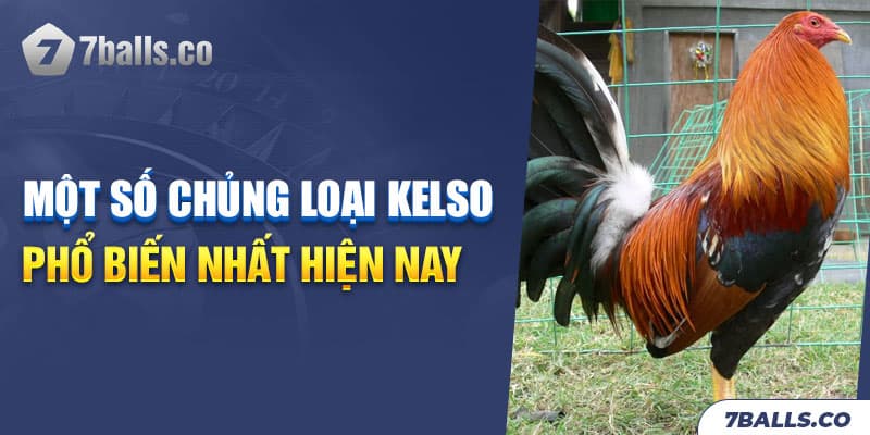 Chủng loại gà Kelso phổ biến nhất