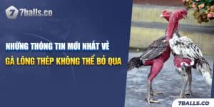 Những Thông Tin Mới Nhất Về Gà Lông Thép Không Thể Bỏ Qua