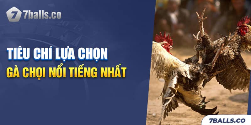 Tiêu chí lựa chọn gà chọi nổi tiếng nhất