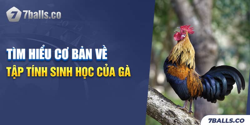 Tập tính sinh học của gà là gì?