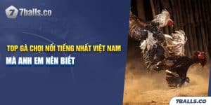 Top Gà Chọi Nổi Tiếng Nhất Việt Nam Mà Anh Em Nên Biết