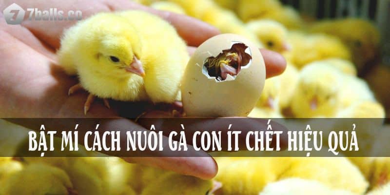 Bật mí cách nuôi gà con ít chết 