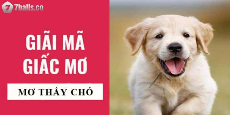 Tại sao chúng ta nằm mơ thấy chó?