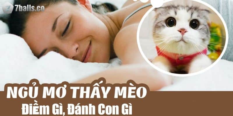 Giấc mơ thấy mèo muốn nhắn gửi những điềm báo gì?